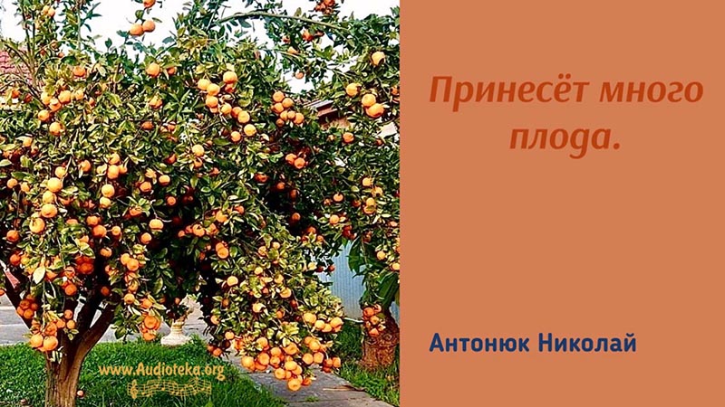Обложка: Принесёт много плода – Николай Антонюк