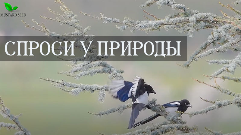 Обложка: Спроси у природы – Долгопят