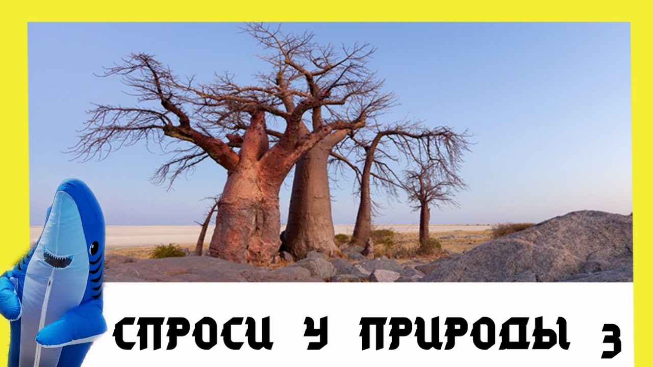 Обложка: Спроси у природы – Баобаб