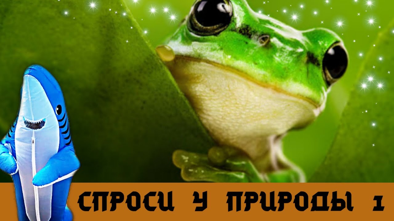 Обложка: Спроси у природы – Стеклянная лягушка